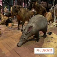 Grande Galerie de l'évolution- visuels 2024 - image00041