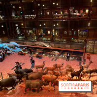 Grande Galerie de l'évolution- visuels 2024 - image00033