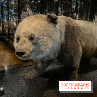 Grande Galerie de l'évolution- visuels 2024 - image00015