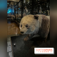 Grande Galerie de l'évolution- visuels 2024 - image00016