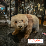 Grande Galerie de l'évolution- visuels 2024 - image00017