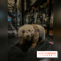 Grande Galerie de l'évolution- visuels 2024 - image00019