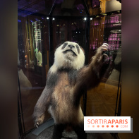 Grande Galerie de l'évolution- visuels 2024 - image00024