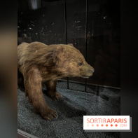 Grande Galerie de l'évolution- visuels 2024 - image00003