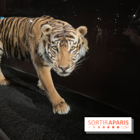 Grande Galerie de l'évolution- visuels 2024 - image00005