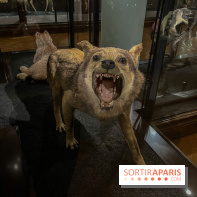 Grande Galerie de l'évolution- visuels 2024 - image00007