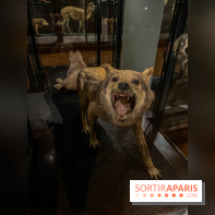 Grande Galerie de l'évolution- visuels 2024 - image00008