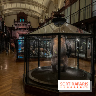 Grande Galerie de l'évolution- visuels 2024 - image00009