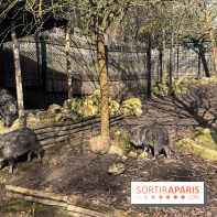 Zoo de Vincennes, Parc zoologique 2024 - pécaris