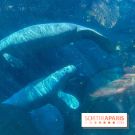 Zoo de Vincennes, Parc zoologique 2024 - nos photos - image00030