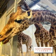 Zoo de Vincennes, Parc zoologique 2024 -  girafes