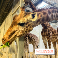 Zoo de Vincennes, Parc zoologique 2024 - girafes