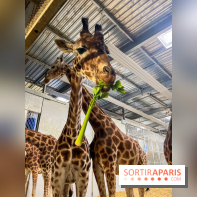 Zoo de Vincennes, Parc zoologique 2024 - nos photos - image00010