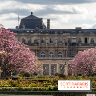 Les magnolias du Jardin du Palais Royal  -  A7C9085