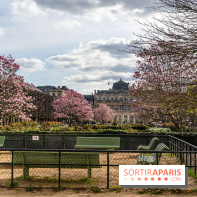 Les magnolias du Jardin du Palais Royal  -  A7C9088