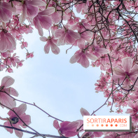 Les magnolias du Jardin du Palais Royal  - IMG 7390
