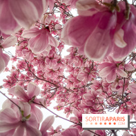 Les magnolias du Jardin du Palais Royal  - IMG 7391