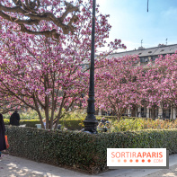 Les magnolias du Jardin du Palais Royal  - printemps - visuel Paris