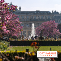 Les magnolias du Jardin du Palais Royal  - A7C04632