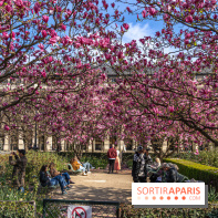 Les magnolias du Jardin du Palais Royal  - printemps - visuel Paris