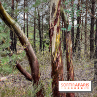 Arbor&Sens, l'Arboretum de Franchard en forêt de Fontainebleau - les photos - IMG 7959