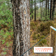 Arbor&Sens, l'Arboretum de Franchard en forêt de Fontainebleau - les photos - IMG 7950