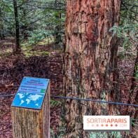 Arbor&Sens, l'Arboretum de Franchard en forêt de Fontainebleau - les photos - IMG 7946