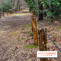 Arbor&Sens, l'Arboretum de Franchard en forêt de Fontainebleau - les photos - IMG 7937