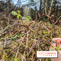 Arbor&Sens, l'Arboretum de Franchard en forêt de Fontainebleau - les photos - IMG 7930