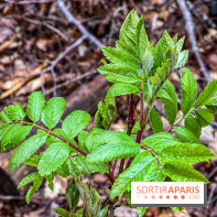 Arbor&Sens, l'Arboretum de Franchard en forêt de Fontainebleau - les photos - IMG 7927