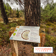 Arbor&Sens, l'Arboretum de Franchard en forêt de Fontainebleau - les photos - IMG 7926