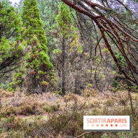 Arbor&Sens, l'Arboretum de Franchard en forêt de Fontainebleau - les photos - IMG 7923
