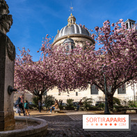 Square Gabriel Pierné à Paris - cerisiers en fleurs -  A7C0345