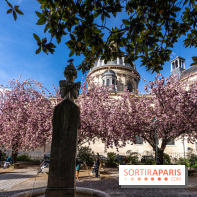 Square Gabriel Pierné à Paris - cerisiers en fleurs