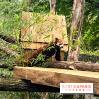 Ménagerie du Jardin des Plantes 2024 - panda