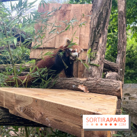 Ménagerie du Jardin des Plantes 2024 - panda