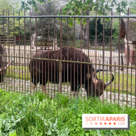 Ménagerie du Jardin des Plantes 2024 - nos photos