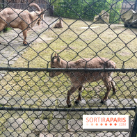 Ménagerie du Jardin des Plantes 2024 - nos photos
