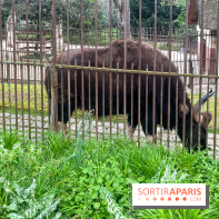 Ménagerie du Jardin des Plantes 2024 - nos photos