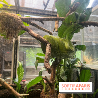 Ménagerie du Jardin des Plantes 2024 - nos photos - image00021