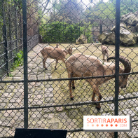 Ménagerie du Jardin des Plantes 2024 - nos photos