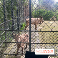 Ménagerie du Jardin des Plantes 2024 - nos photos