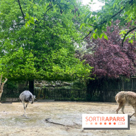 Ménagerie du Jardin des Plantes 2024 - nos photos
