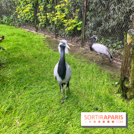 Ménagerie du Jardin des Plantes 2024 - nos photos