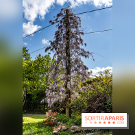 Jardin Yili, le jardin chinois caché dans les Yvelines -  A7C2262