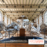 La Galerie de Paléontologie et d'Anatomie comparée du Muséum au Jardin des Plantes -  A7C7481
