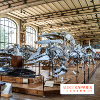 La Galerie de Paléontologie et d'Anatomie comparée du Muséum au Jardin des Plantes -  A7C7483
