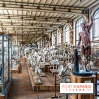 La Galerie de Paléontologie et d'Anatomie comparée du Muséum au Jardin des Plantes -  A7C7488