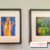 Natures vivantes : l'exposition photo qui met à l'honneur les jardins du musée Albert Kahn - photos