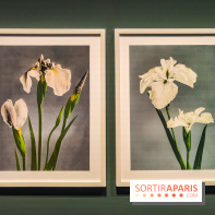 Natures vivantes : l'exposition photo qui met à l'honneur les jardins du musée Albert Kahn - photos
